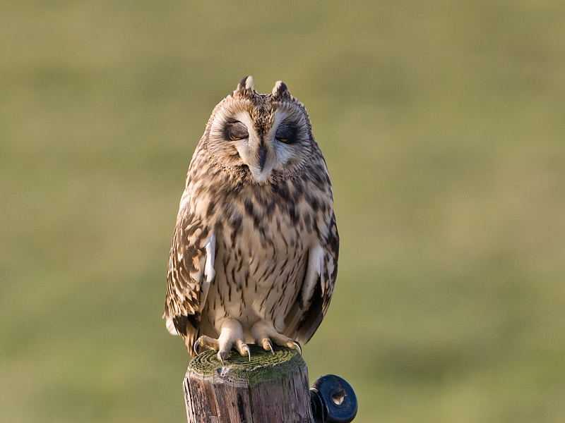 Asio flammeus Velduil Short-eard Owl